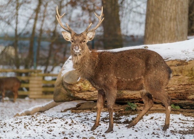 Indochinesischer Sikahirsch