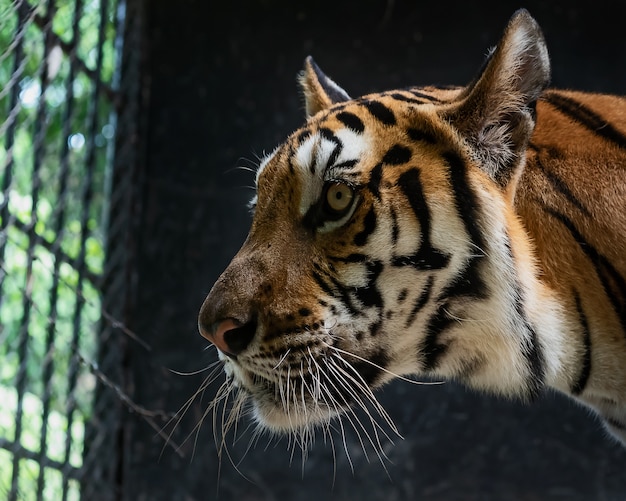 Indochinesischer Tiger ist keine Freiheit