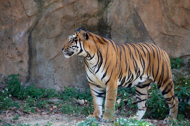 Indochinesischer Tiger (Panthera tigris corbetti).