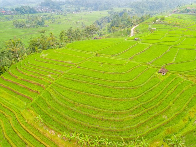 Indonesia. Isla de Bali. Terrazas de arroz y pueblo de Indonesia. Vista aérea