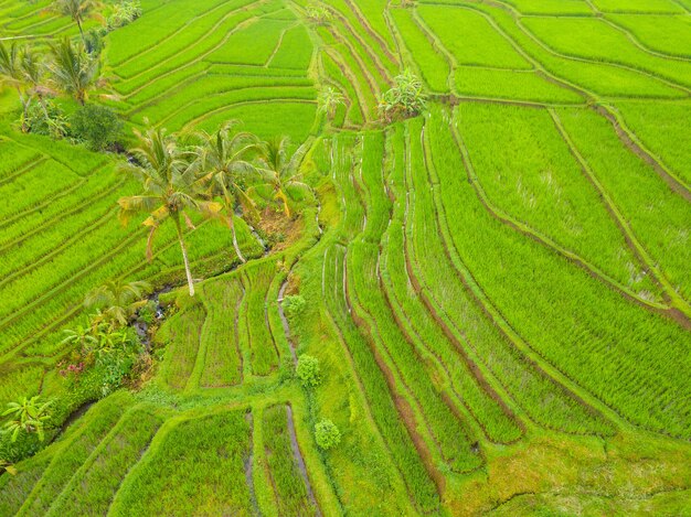 Indonesia. Isla de Bali. Terrazas de arrozales. Vista aérea