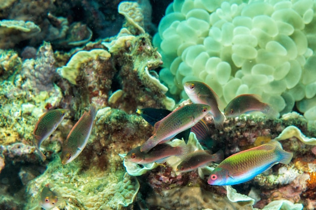 Indonésia mergulhando em recifes coloridos debaixo d'água