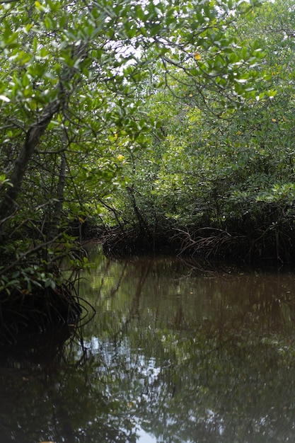 Indonesien, Lembongan, Mangrovenwald.