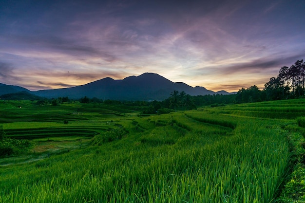 Indonesiens außergewöhnliche Naturkulisse am Morgen mit Sonnenaufgang in den Reisfeldern