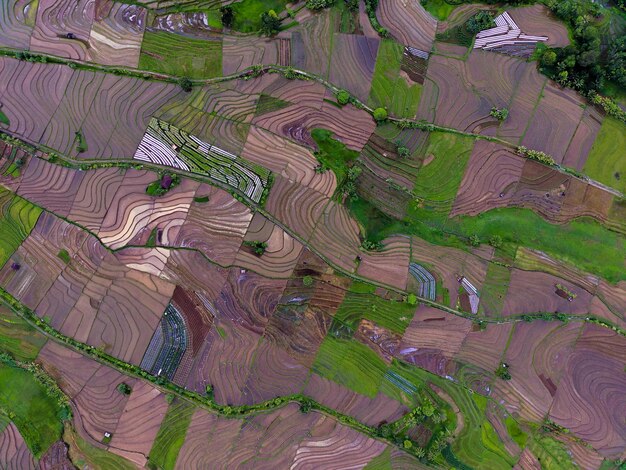 Indonesische Landschaft mit wunderschönen terrassierten Reisfeldern und gewundenen Hängen