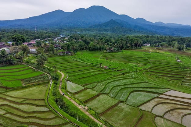 Indonesische Landschaft morgens grüne Reisfelder und blaue Berge