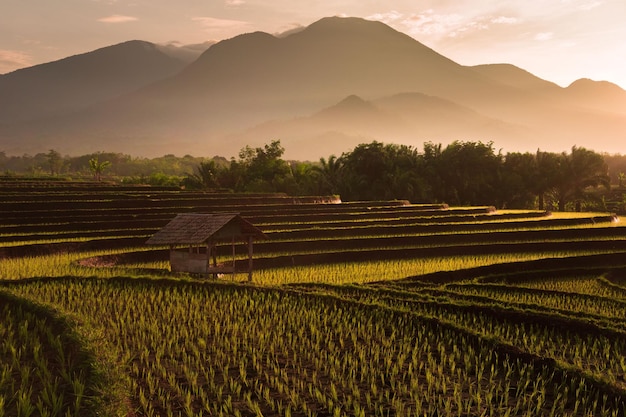 Indonesische Naturlandschaft mit wunderschönen Reisfeldern