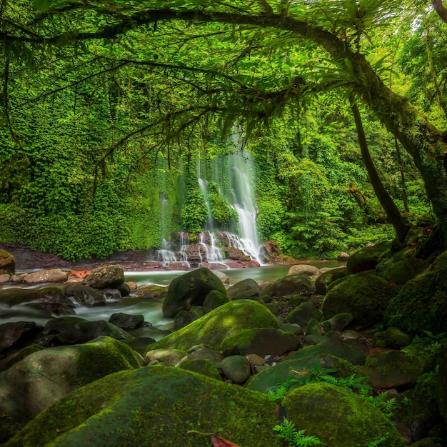 Indonesischer Landschaftsmorgen im tropischen Wald mit schönem Wasserfall