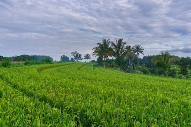 Indonesischer Morgenblick auf grünen Reisfeldern