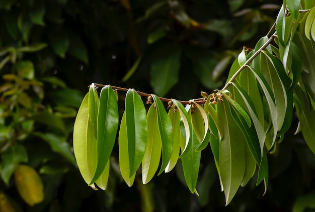 Indonesisches dunkles Holz, Ebenholz (Diospyros celebica) grüne Blätter, Samen und Blüten