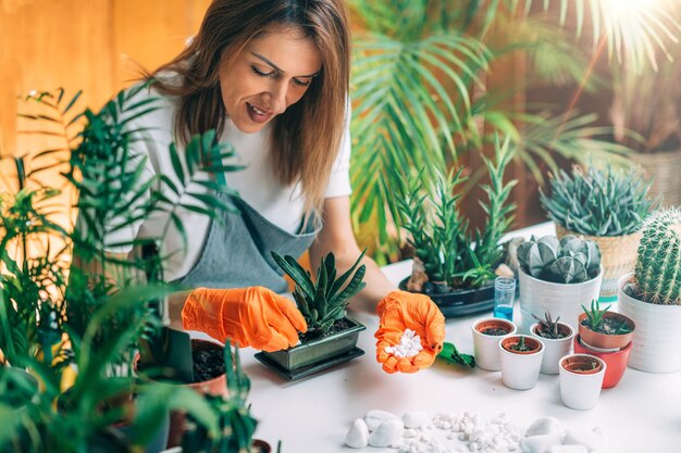 Indoor-Gartenarbeit Beginnen eines Hausgartens