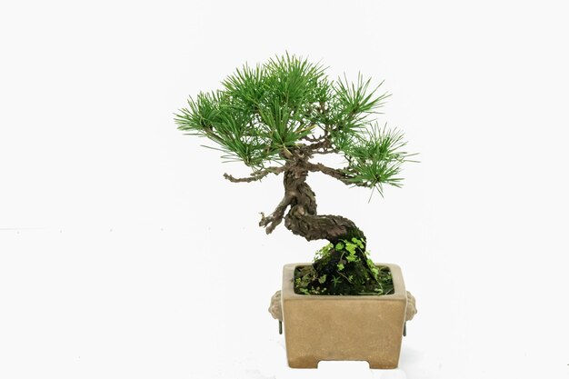 Indoor-Kunstbonsai, in reinweißem Hintergrund