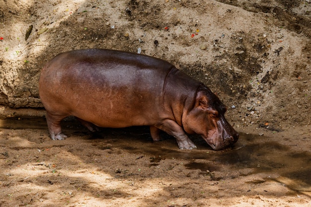 Indoor Nilpferd in der Natur