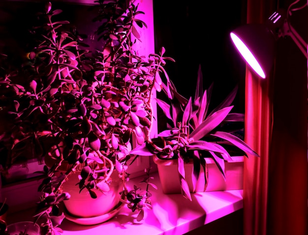 Indoor-Pflanzenanbau und rosa LED-Beleuchtung von Phyto-Pflanzen auf einer Indoor-Fensterbank. LED-Wachstumslicht