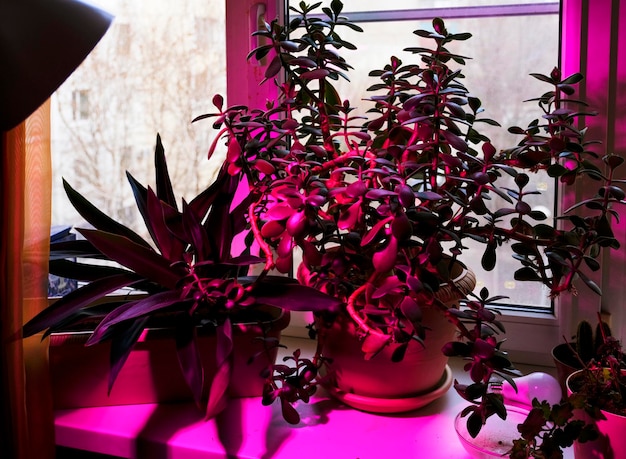 Indoor-Pflanzenanbau und rosa LED-Beleuchtung von Phyto-Pflanzen auf einer Indoor-Fensterbank. LED-Wachstumslicht