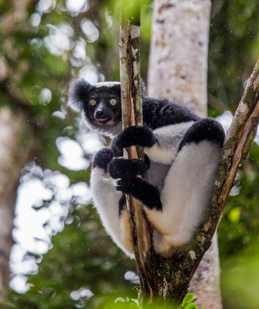 Indri está sentado en un árbol bajo la lluvia. Madagascar. Parque Nacional Mantadia.