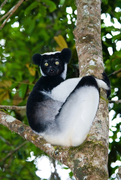 Indri está sentado em uma árvore na chuva. madagáscar. parque nacional de mantadia.