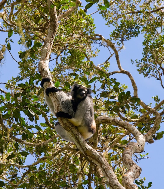 Indri sitzt auf einem Baum. Madagaskar. Mantadia Nationalpark.