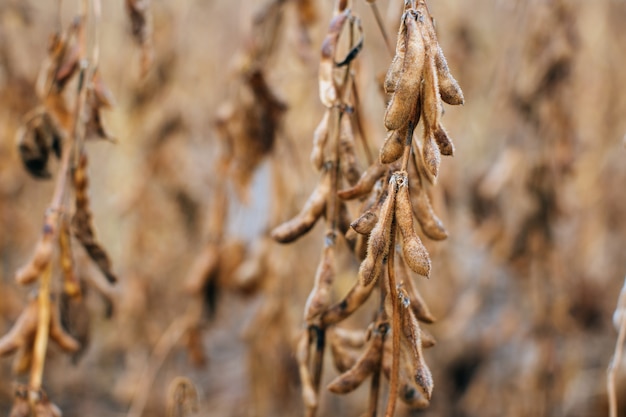 Indústria agrária. campos de soja estão prontos para a colheita