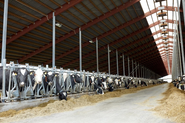 Indústria agrícola, agricultura e conceito de pecuária - rebanho de vacas comendo feno em estábulo na fazenda de gado leiteiro