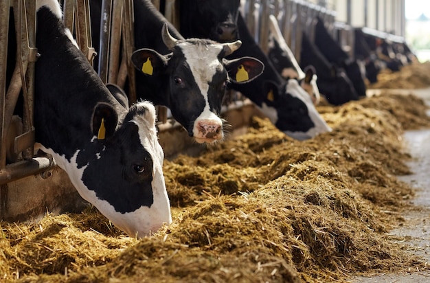Indústria agrícola, agricultura e conceito de pecuária - rebanho de vacas comendo feno em estábulo na fazenda de gado leiteiro