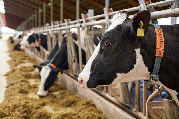 Indústria agrícola, agricultura e conceito de pecuária - rebanho de vacas comendo feno em estábulo na fazenda de gado leiteiro