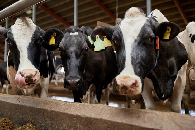 indústria agrícola, agricultura e conceito de pecuária - rebanho de vacas em estábulo na fazenda de gado leiteiro