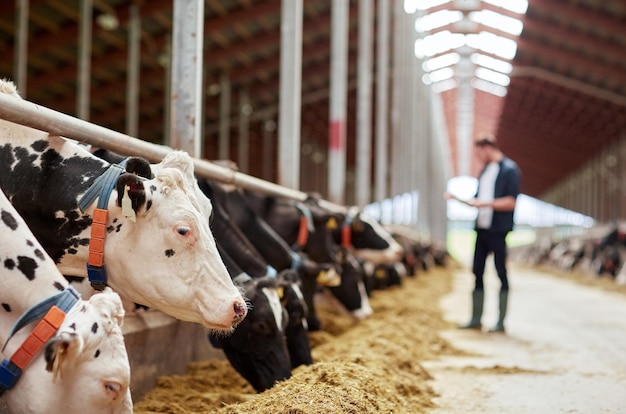 indústria agrícola, agricultura e criação de animais conceito - rebanho de vacas a comer feno e homem no celeiro numa quinta leiteira