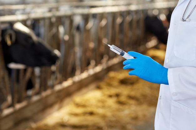 Foto industria agrícola, agricultura, medicina, vacunación animal y concepto de personas - veterinario o médico con la vacuna en la jeringa en el establo de vacas en la granja lechera