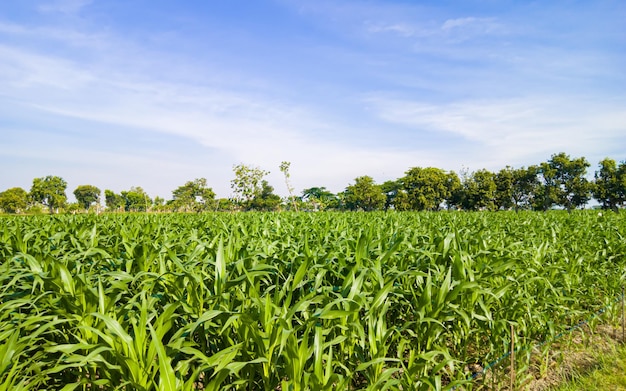 La industria agrícola del campo de maíz servirá como alimento básico para los agricultores locales.