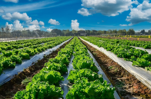 Industria agrícola. Cultivo de lechuga en campo con cielo azul