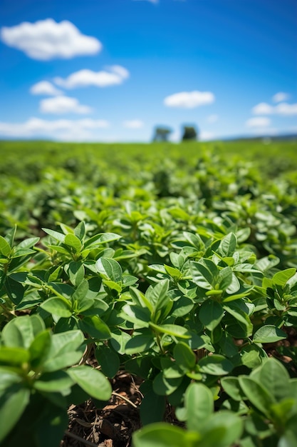 la industria agrícola HD 8K papel tapiz Imagen fotográfica de stock