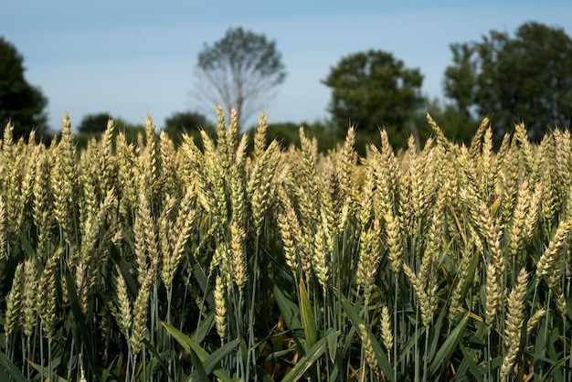 industria agrícola una vista de un campo con una espiga de trigo madura