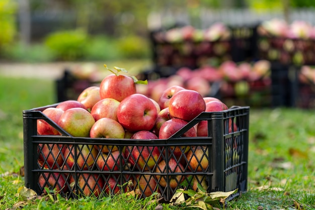 Foto industria agroalimentaria. frutas en huerta verde. pila de manzanas orgánicas recién cosechadas. concepto de alimentación saludable.