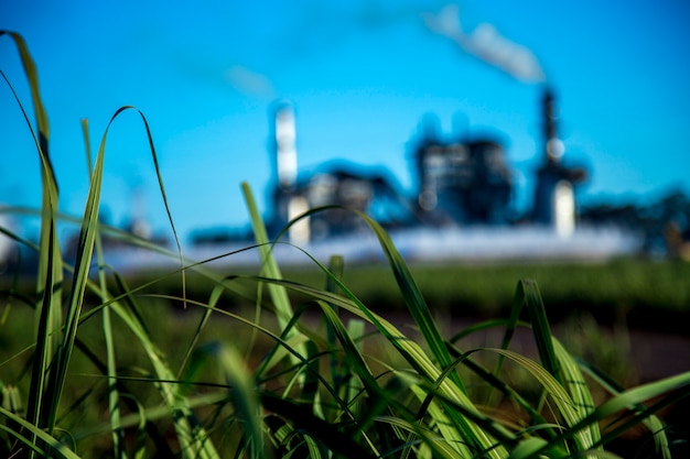 Foto industria de la caña de azucar