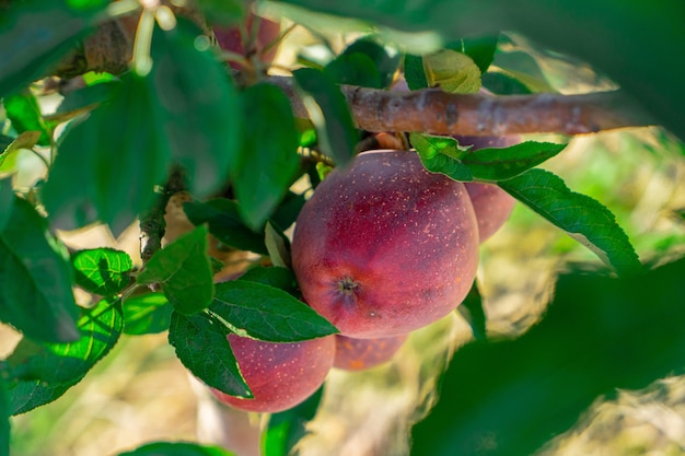 Indústria de produção de suco de pomar de macieira, agricultura de plantas para colheita de outono