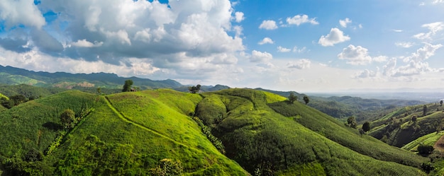 Industria del maíz en la montaña en Tailandia