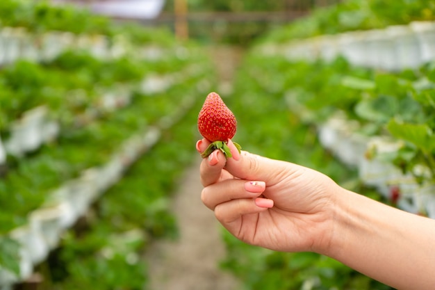 Industriebetrieb für den Anbau von Erdbeeren. Reife rote Früchte in der Hand vor dem Hintergrund der Beete im Gewächshaus.