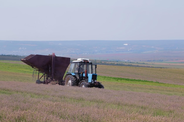 Foto industrielle ernte von lavendel von den feldern am ende der saison