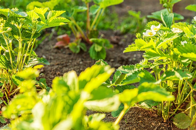 Industrieller Anbau von Erdbeeren Busch von Erdbeeren mit Blume im Frühjahr oder Sommergarten sein