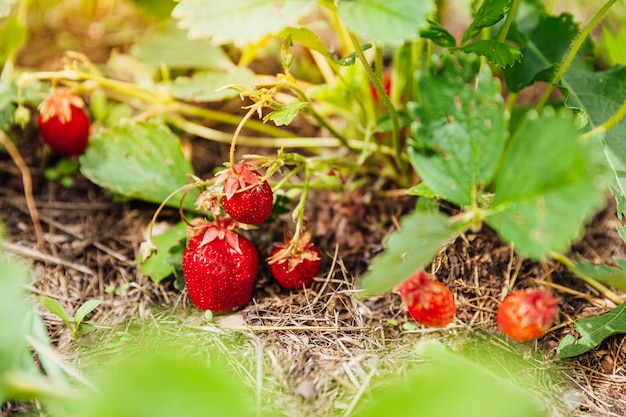 Industrieller Anbau von Erdbeerpflanzen. Busch mit reifen roten Früchten Erdbeere im Sommergartenbett.