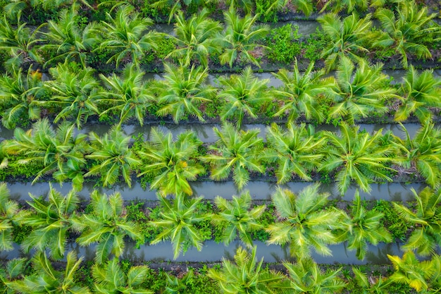 Industrieller Bauernhof der Ölpalmenplantage oder des Kokosnussgrünfeldes in Thailand