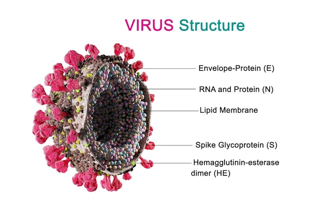 Infección por coronavirus Covid La cepa del virus en el cuerpo 3d renderizado