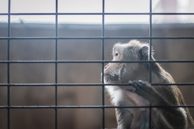 Infelizmente macaco na gaiola de aço, cena emocional aprisionada do animal primata.