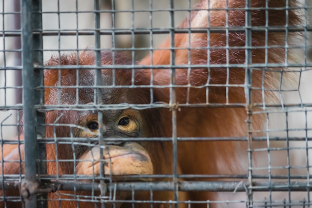 Infelizmente, o macaco, orangotango em gaiola de aço, aprisionou a cena emocional do animal primata.