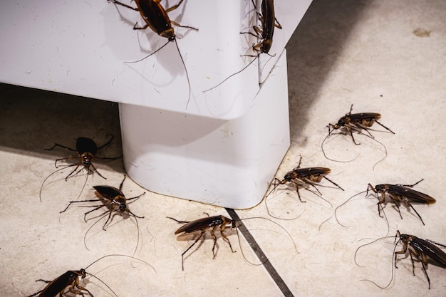 infestação de baratas na cozinha insetos no chão sem necessidade de higiene para a detecção de limpeza em casa
