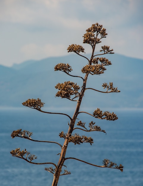 Inflorescencia de agave seco contra el mar y las montañas en la distancia