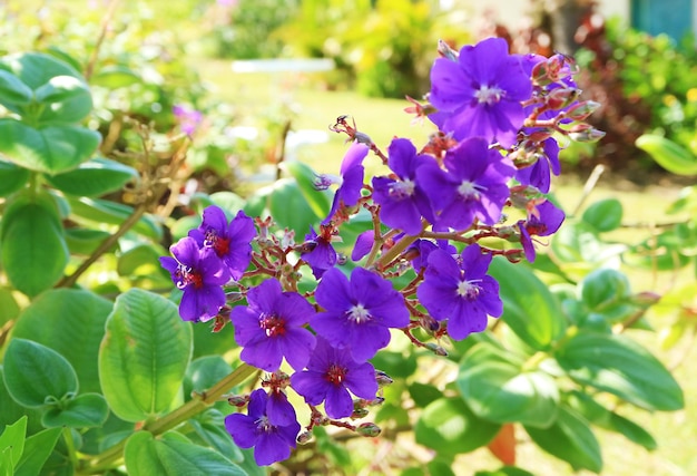 Inflorescência de deslumbrantes flores de princesa folheadas a prata na Ilha de Páscoa do Chile