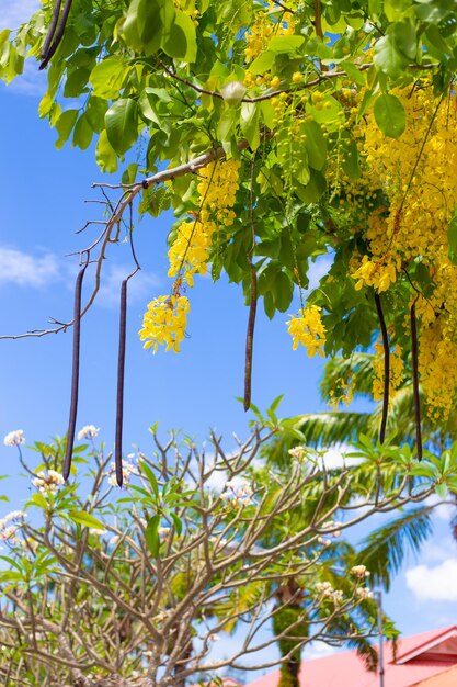 Inflorescência de flores amarelas brilhantes de fístula de Cassia e flores de frangipani contra um céu azulPlantas tropicais da beleza da Ásia na natureza