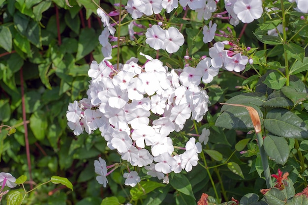 Inflorescência de flox branco no jardim fechado